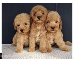 Maltipoo štenci