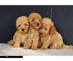 Maltipoo štenci