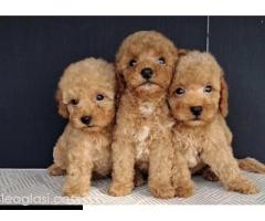 Maltipoo štenci