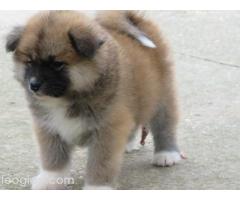 Prodajemo stence japanskih Akita
