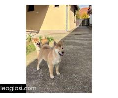 Shiba inu štenci - Slika 4/5