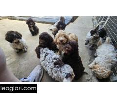 Štenci Lagoto Romanjole