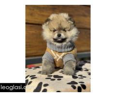 Dostupni prelepi štenci pomeranaca - Slika 4/5