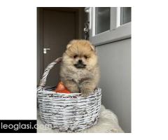 Dostupni prelepi štenci pomeranaca - Slika 5/5