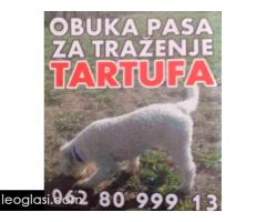 Psi za trazenje tartufa -Tartufari