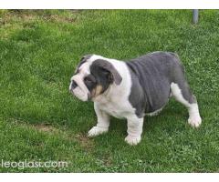 Engleski buldog