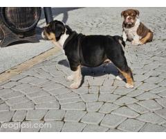 Engleski buldog - Slika 3/5