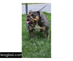 Engleski buldog - Slika 4/5