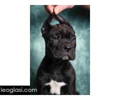 Cane Corso stenad