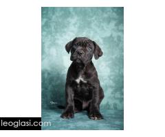 Cane Corso stenad - Slika 3/5