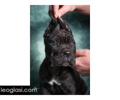 Cane Corso stenad - Slika 4/5