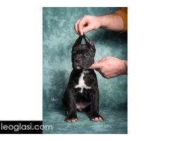 Cane Corso stenad - Slika 5/5