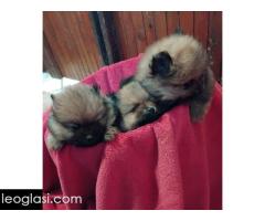 Pomeranski Spic - Slika 4/4