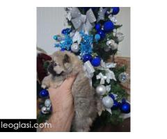 Pomeranci - Slika 4/5