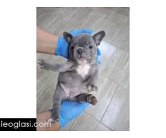 Egzoticni francuski buldog