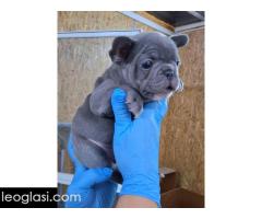 Egzoticni francuski buldog