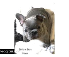 Egzoticni francuski buldog