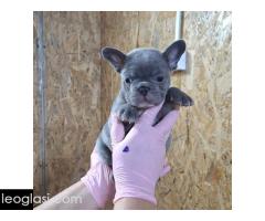 Egzoticni francuski buldog - Slika 4/5