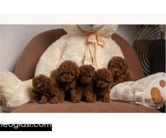 Crvene patuljaste i toy pudle