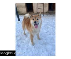 Shiba inu štenci od vrhunskih roditelja