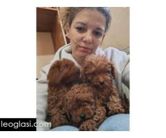 Crvene toy pudle - Slika 3/5