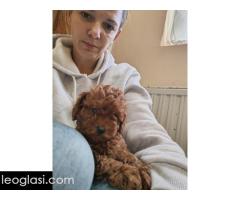 Crvene toy pudle - Slika 4/5