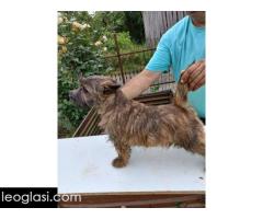 Kern terijer štenci