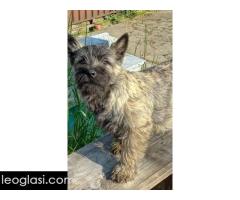 Kern terijer štenci