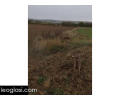 Vajmarski ptičar - Slika 4/5