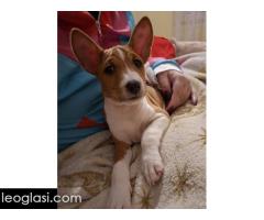 BASENJI štenci