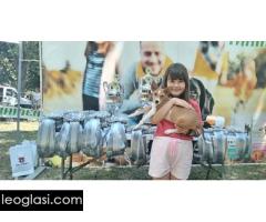 BASENJI štenci - Slika 4/15