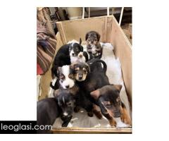 Mešanci lovačkih pasa