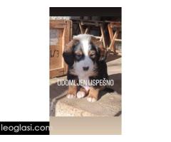 Mešanci lovačkih pasa