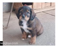 Mešanci lovačkih pasa - Slika 3/12