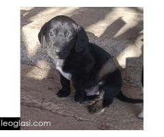 Mešanci lovačkih pasa - Slika 4/12