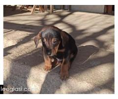 Mešanci lovačkih pasa - Slika 5/12