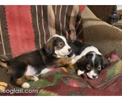 Mešanci lovačkih pasa - Slika 6/12