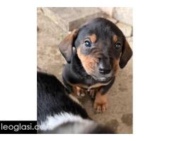 Mešanci lovačkih pasa - Slika 10/12