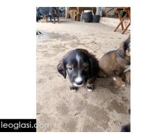 Mešanci lovačkih pasa - Slika 11/12