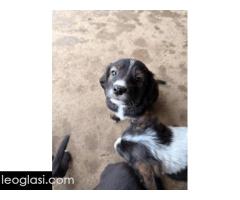 Mešanci lovačkih pasa - Slika 12/12