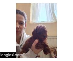 Crvene toy pudle - Slika 3/4