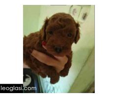 Crvene toy pudle - Slika 4/4