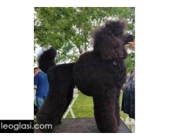 Vrhunsko leglo VELIKIH PUDLI