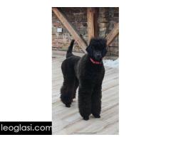 Vrhunsko leglo VELIKIH PUDLI - Slika 3/9