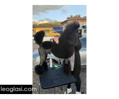 Vrhunsko leglo VELIKIH PUDLI - Slika 6/9