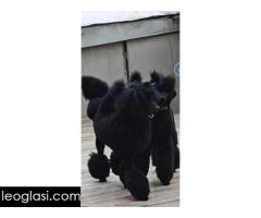 Vrhunsko leglo VELIKIH PUDLI - Slika 9/9