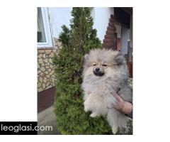 Stenci pomeranskog spica