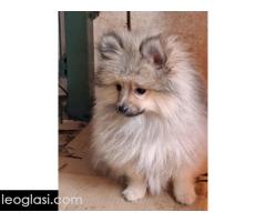 Stenci pomeranskog spica - Slika 3/5