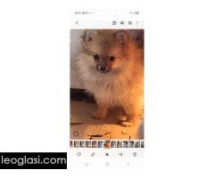 Stenci pomeranskog spica - Slika 4/5