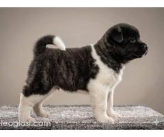 Američka Akita, izuzetni štenci - Slika 3/8